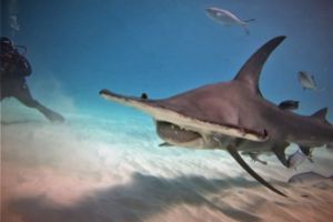 HAMMERHEAD - BIMIMI - BAHAMAS -  Alice town Bahamas