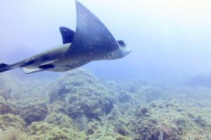 TASCO GROS - CARAI BERNAT - L,ESTARTIT - Girona L'Estartit España foto 3