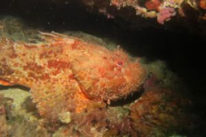 TASCO GROS - CARAI BERNAT - L,ESTARTIT - Girona L'Estartit España foto 4