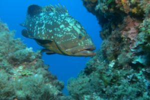 TASCO GROS - CARAI BERNAT - L,ESTARTIT - Girona L'Estartit España foto 6