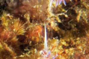 TASCO GROS - CARAI BERNAT - L,ESTARTIT - Girona L'Estartit España foto 7