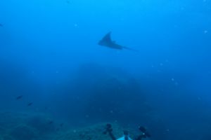 TASCO GROS - CARAI BERNAT - L,ESTARTIT - Girona L'Estartit España foto 8