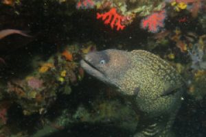 TASCO GROS - CARAI BERNAT - L,ESTARTIT - Girona L'Estartit España foto 9