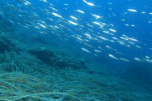 TASCO GROS - CARAI BERNAT - L,ESTARTIT - Girona L'Estartit España