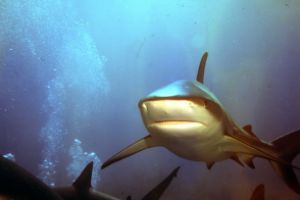 SHARK FEEDING - NASSAU NEW PROVIDENCE - BAHAMAS -  NASSAU   STUART COVE Bahamas foto 2