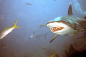 SHARK FEEDING - NASSAU NEW PROVIDENCE - BAHAMAS -  NASSAU   STUART COVE Bahamas foto 3