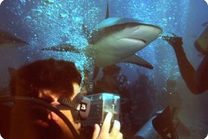 SHARK FEEDING - NASSAU NEW PROVIDENCE - BAHAMAS -  NASSAU   STUART COVE Bahamas foto 5