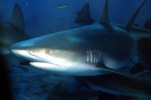 SHARK FEEDING - NASSAU NEW PROVIDENCE - BAHAMAS -  NASSAU   STUART COVE Bahamas foto 6