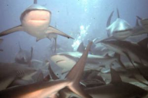 SHARK FEEDING - NASSAU NEW PROVIDENCE - BAHAMAS -  NASSAU   STUART COVE Bahamas foto 7