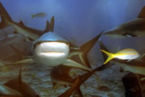 SHARK FEEDING - NASSAU NEW PROVIDENCE - BAHAMAS -  NASSAU   STUART COVE Bahamas