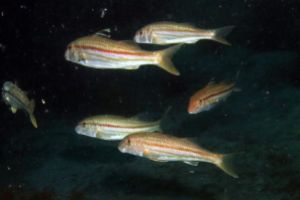 ISLA VILLANO  PLENCIA - Bizkaia Getxo España