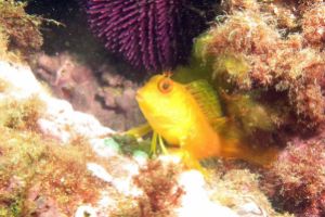 MUELLE PUNTA LUCERO (AEROGENERADORES). GETXO - Bizkaia Getxo España