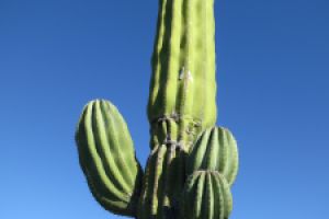 LA LOBERA PICHILINGUE - LA PAZ - MAR DE CORTES - Aguascalientes LA PAZ (Pichilingue) México foto 3