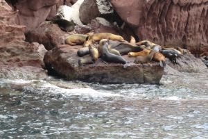 LA LOBERA PICHILINGUE - LA PAZ - MAR DE CORTES - Aguascalientes LA PAZ (Pichilingue) México foto 4