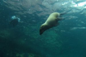 LA LOBERA PICHILINGUE - LA PAZ - MAR DE CORTES - Aguascalientes LA PAZ (Pichilingue) México