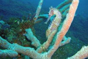 SAERENA BESAR - ESTRECHO DE LEMBEH - North Sulawesi Estrecho de LEMBEH Indonesia