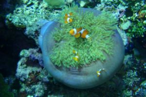 PETERS POINT BUNAKEN - MANADO SULAWESI - North Sulawesi Manado Indonesia