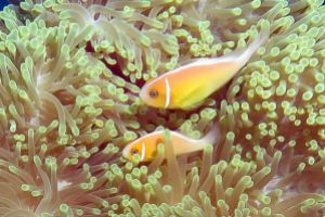 GERMAN CHANEL PALAU -  KOROR Palau