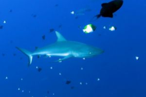 BLUE CORNER PALAU -  Koror Palau