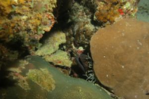 MARANDOHOO WALL  MALDIVAS SUR GAAFU ATOLL -  CRUCERO vida abordo por el SUR de Maldivas Maldivas foto 1