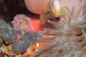 MARANDOHOO WALL  MALDIVAS SUR GAAFU ATOLL -  CRUCERO vida abordo por el SUR de Maldivas Maldivas foto 5