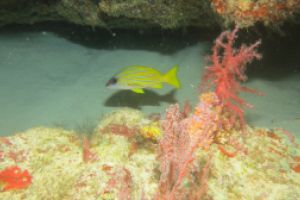 MARANDOHOO WALL  MALDIVAS SUR GAAFU ATOLL -  CRUCERO vida abordo por el SUR de Maldivas Maldivas foto 6