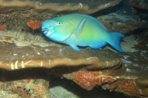 MARANDOHOO WALL  MALDIVAS SUR GAAFU ATOLL -  CRUCERO vida abordo por el SUR de Maldivas Maldivas