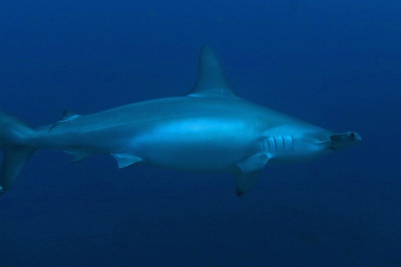 NILANDHOO KANDU  MALDIVAS -  Vida a BORDO EN BARCO Maldives