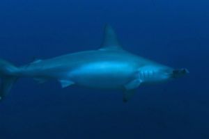 NILANDHOO KANDU  MALDIVAS -  Vida a BORDO EN BARCO Maldivas