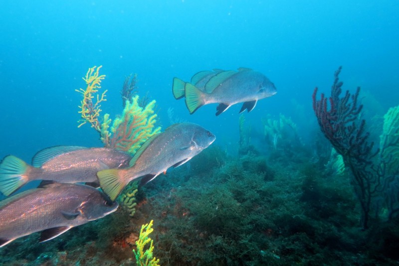 PEDRA DE DEU      ISLAS MEDAS  ESTARTIT - Girona L'Estartit Spain
