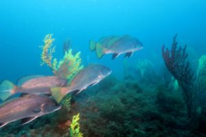 PEDRA DE DEU      ISLAS MEDAS  ESTARTIT - Girona L'Estartit España