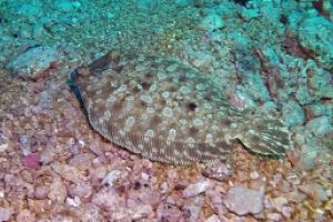 LA PARED DEL PALMAR LOS CRISTIANOS TENERIFE - Santa Cruz de Tenerife Los Cristianos España foto 1