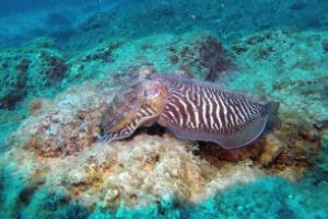 LA PARED DEL PALMAR LOS CRISTIANOS TENERIFE - Santa Cruz de Tenerife Los Cristianos España foto 2