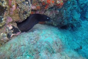 LA PARED DEL PALMAR LOS CRISTIANOS TENERIFE - Santa Cruz de Tenerife Los Cristianos España foto 3