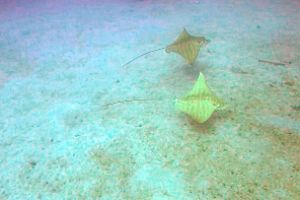 LA PARED DEL PALMAR LOS CRISTIANOS TENERIFE - Santa Cruz de Tenerife Los Cristianos España foto 4