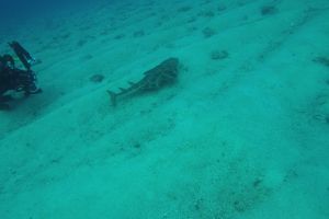 LA PARED DEL PALMAR LOS CRISTIANOS TENERIFE - Santa Cruz de Tenerife Los Cristianos España foto 5