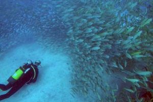 LA PARED DEL PALMAR LOS CRISTIANOS TENERIFE - Santa Cruz de Tenerife Los Cristianos España