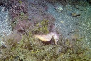 TWIN WRECKS    LOS CRISTIANOS   TENERIFE - Santa Cruz de Tenerife Los cristianos       tenerife España