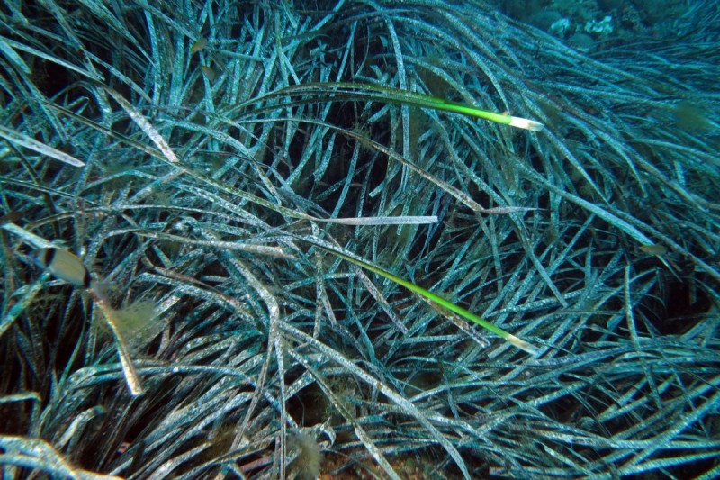 FERRANELLES / ISLAS MEDAS / L,ESTARTIT / GIRONA - Girona L'Estartit Spain