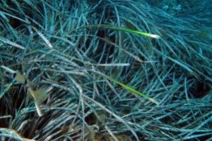 FERRANELLES / ISLAS MEDAS / L,ESTARTIT / GIRONA - Girona L'Estartit España