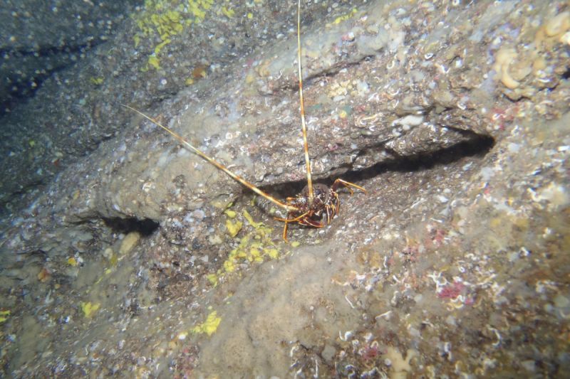CANTABRICO, HONDARRIBIA, GEROPA - Gipuzkoa Fuenterrabía España