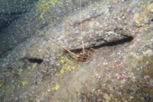 CANTABRICO, HONDARRIBIA, GEROPA - Gipuzkoa Fuenterrabía Spain