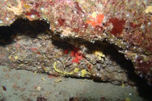 CANTABRICO, HONDARRIBIA, GEROPA - Gipuzkoa Fuenterrabía España foto 1