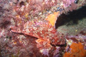 CANTABRICO, HONDARRIBIA, GEROPA - Gipuzkoa Fuenterrabía España foto 3