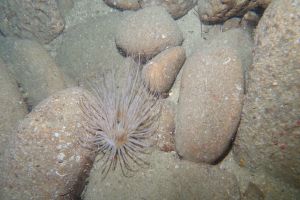 CANTABRICO, HONDARRIBIA, GEROPA - Gipuzkoa Fuenterrabía España foto 4
