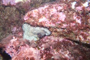 CANTABRICO, HONDARRIBIA, GEROPA - Gipuzkoa Fuenterrabía España foto 5