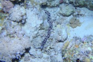 EGIPTO, MAR ROJO, BEACON ROCK -  sharm el-Sheij Egypt