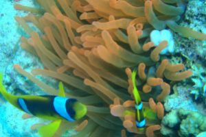 EGIPTO, MAR ROJO, SMALL CRACK -  Sharm el-Sheij Egypt