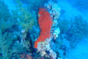 EGIPTO, MAR ROJO, SMALL CRACK -  Sharm el-Sheij Egipto foto 3