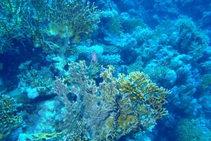 EGIPTO, MAR ROJO, SMALL CRACK -  Sharm el-Sheij Egipto foto 5